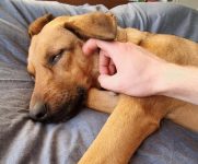 tygsd